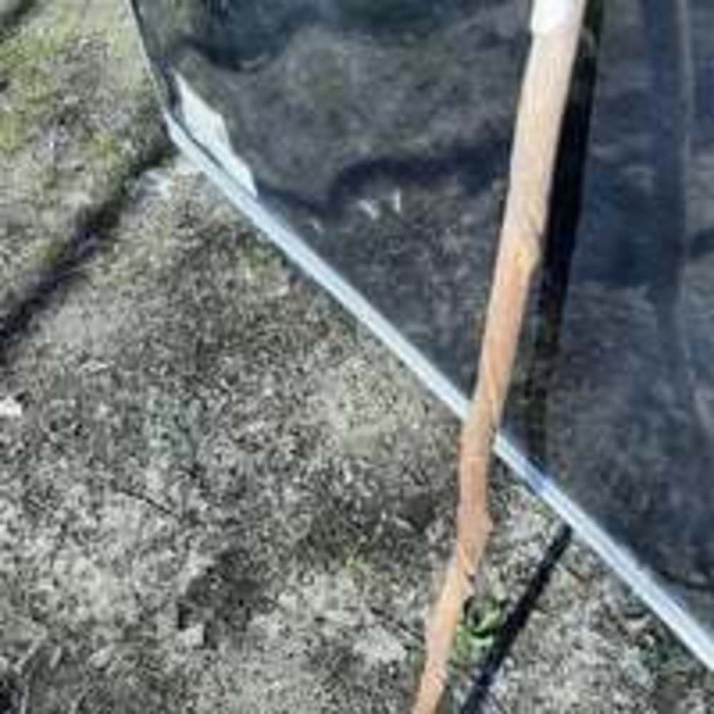 White handle walking stick